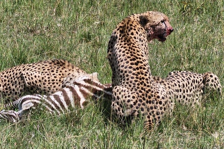6 Days Amboseli, Lake Naivasha and Masai Mara Adventure