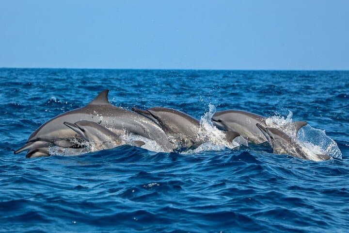 Dolphin Watching Experience in Trincomalee