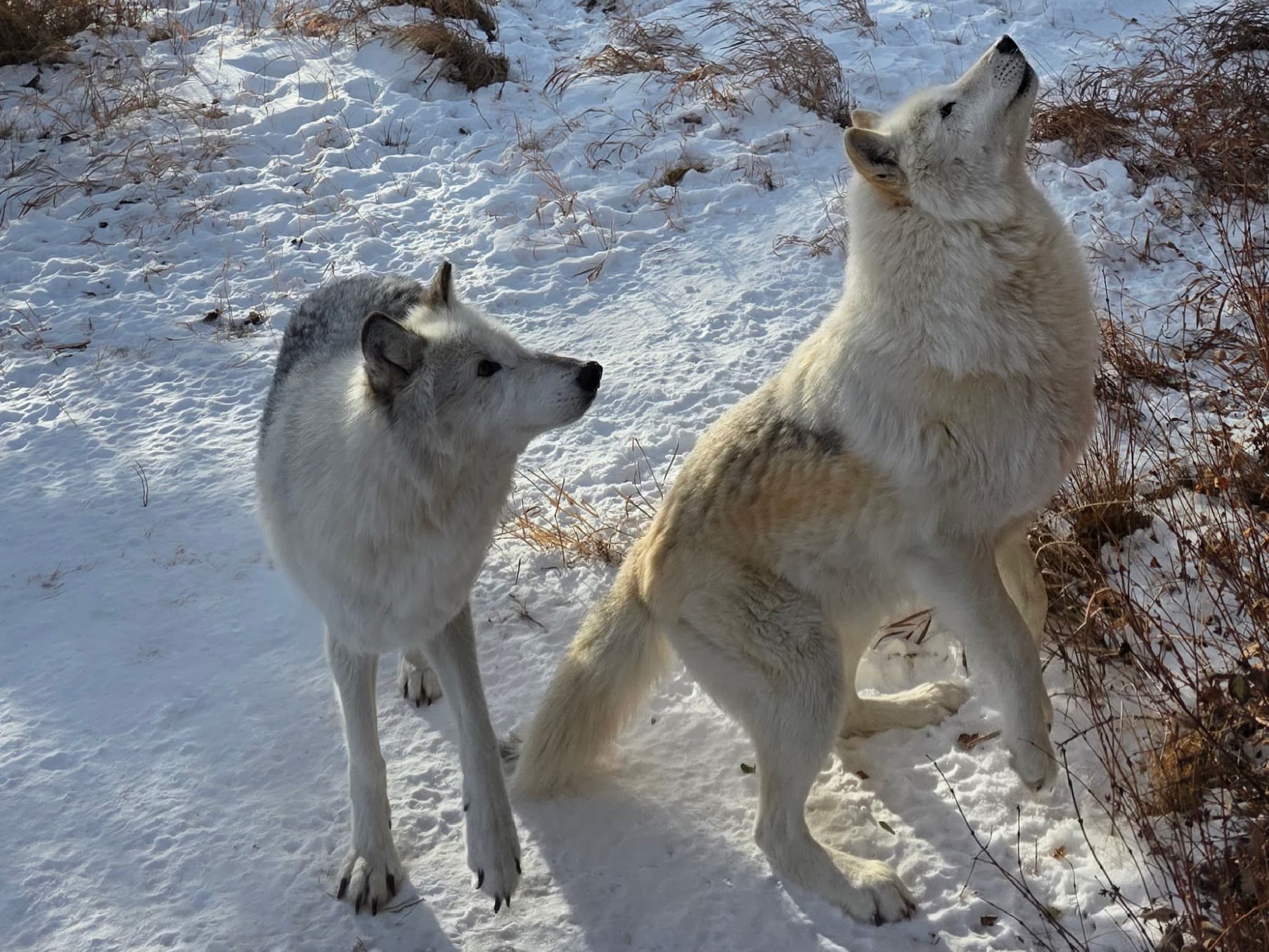 Banff Day Trip & Wolfdog Sanctuary Tour