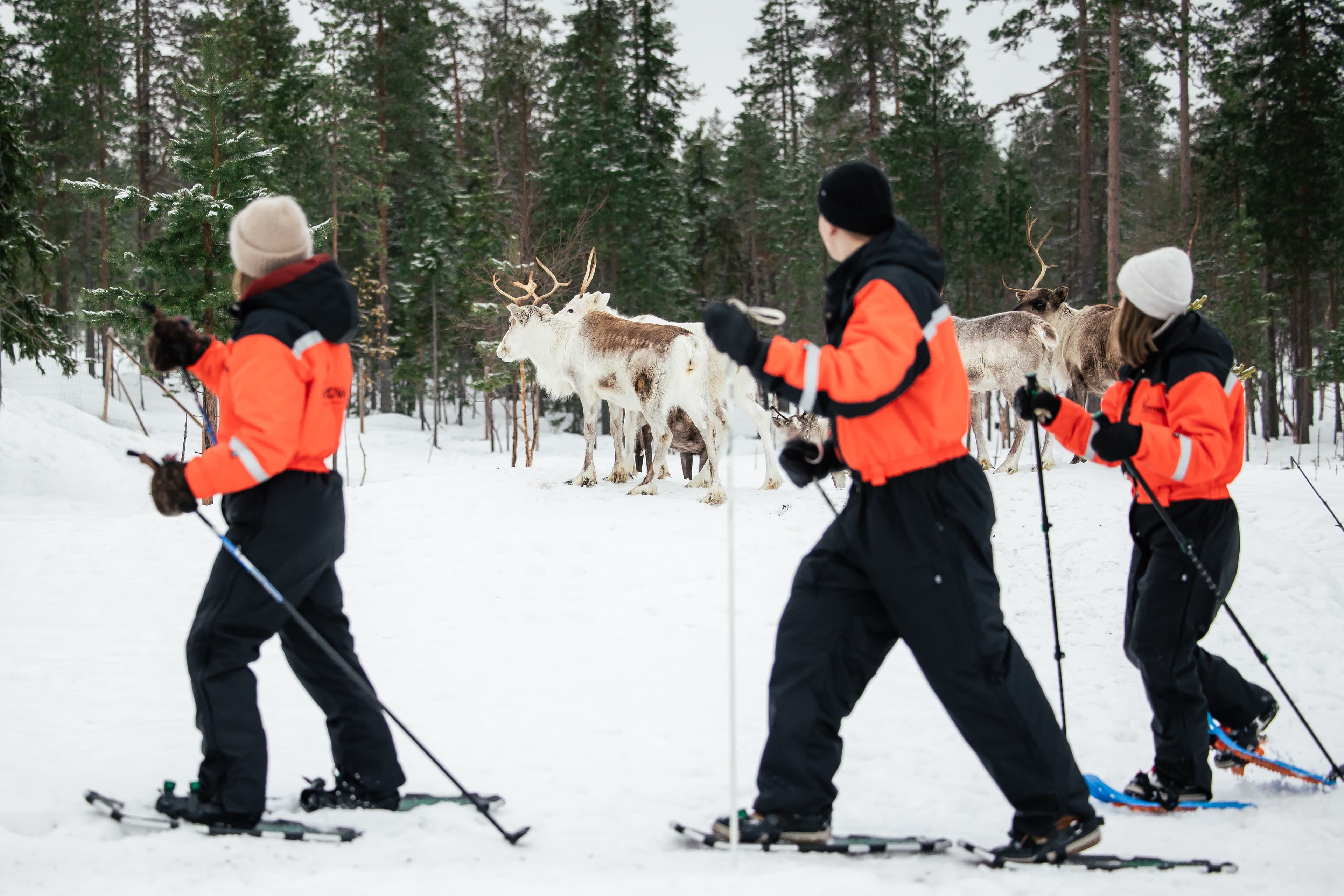 Snowshoe trip to meet reindeer in Rovaniemi