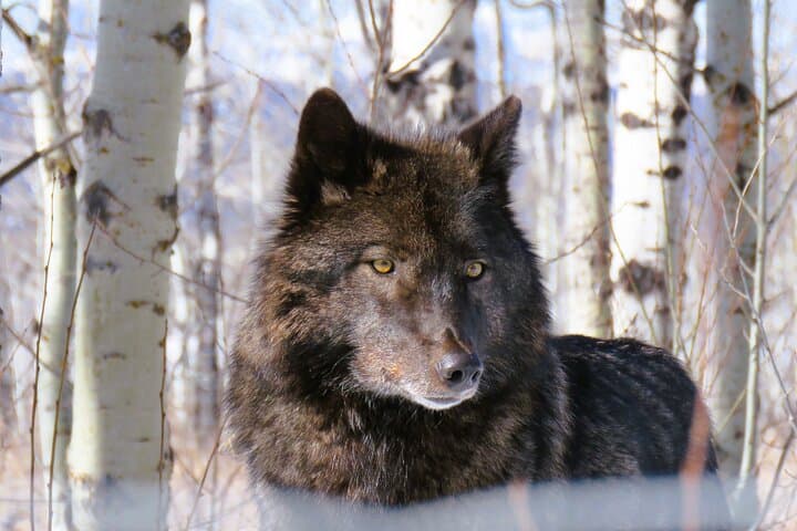Transfer to Canmore & Banff: Yamnuska Wolfdog Sanctuary Intro Tour