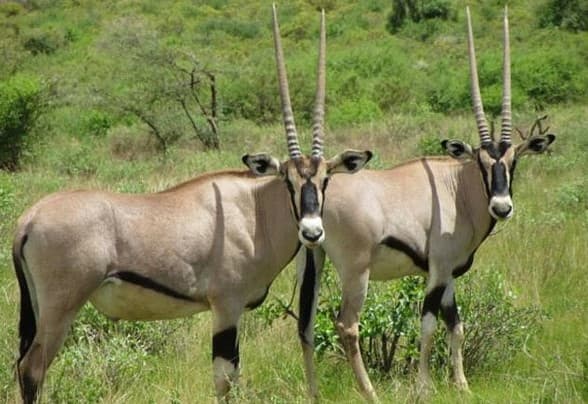 3 Days Samburu Sopa Lodge