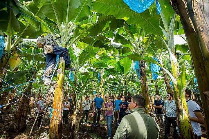 Puerto Limon 6 in 1 Highlights Tour 