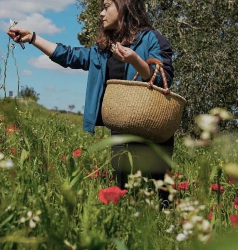Wild herb collection tour in the Tuscan countryside