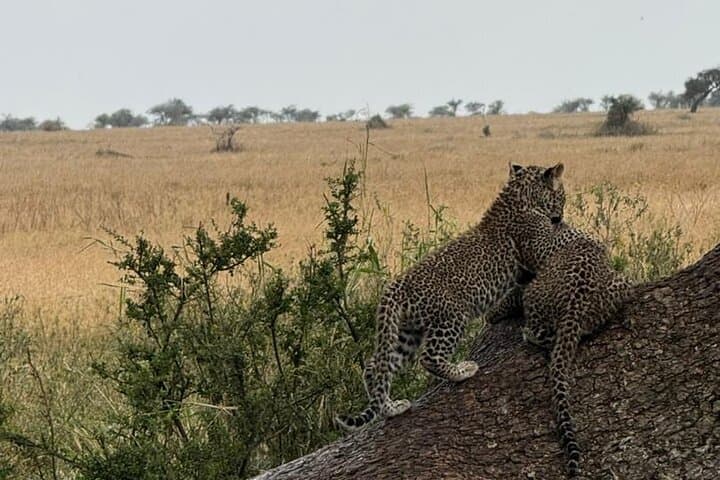 4 Day Safari Adventure in Tanzania Iconic Parks