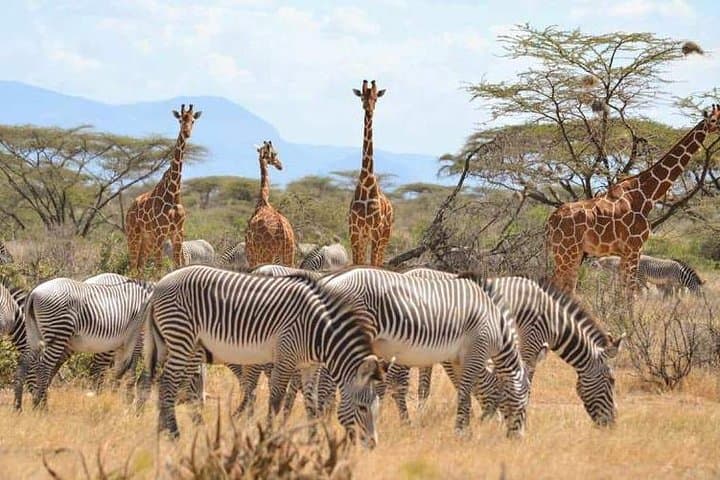 7 Day Maasai Mara, Lake Nakuru, Lake Naivasha and Samburu Safari 