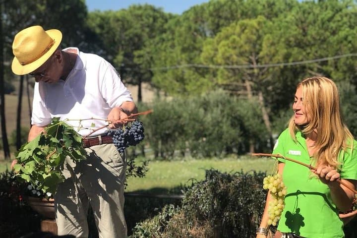 Tuscany Wine & Hills from Siena