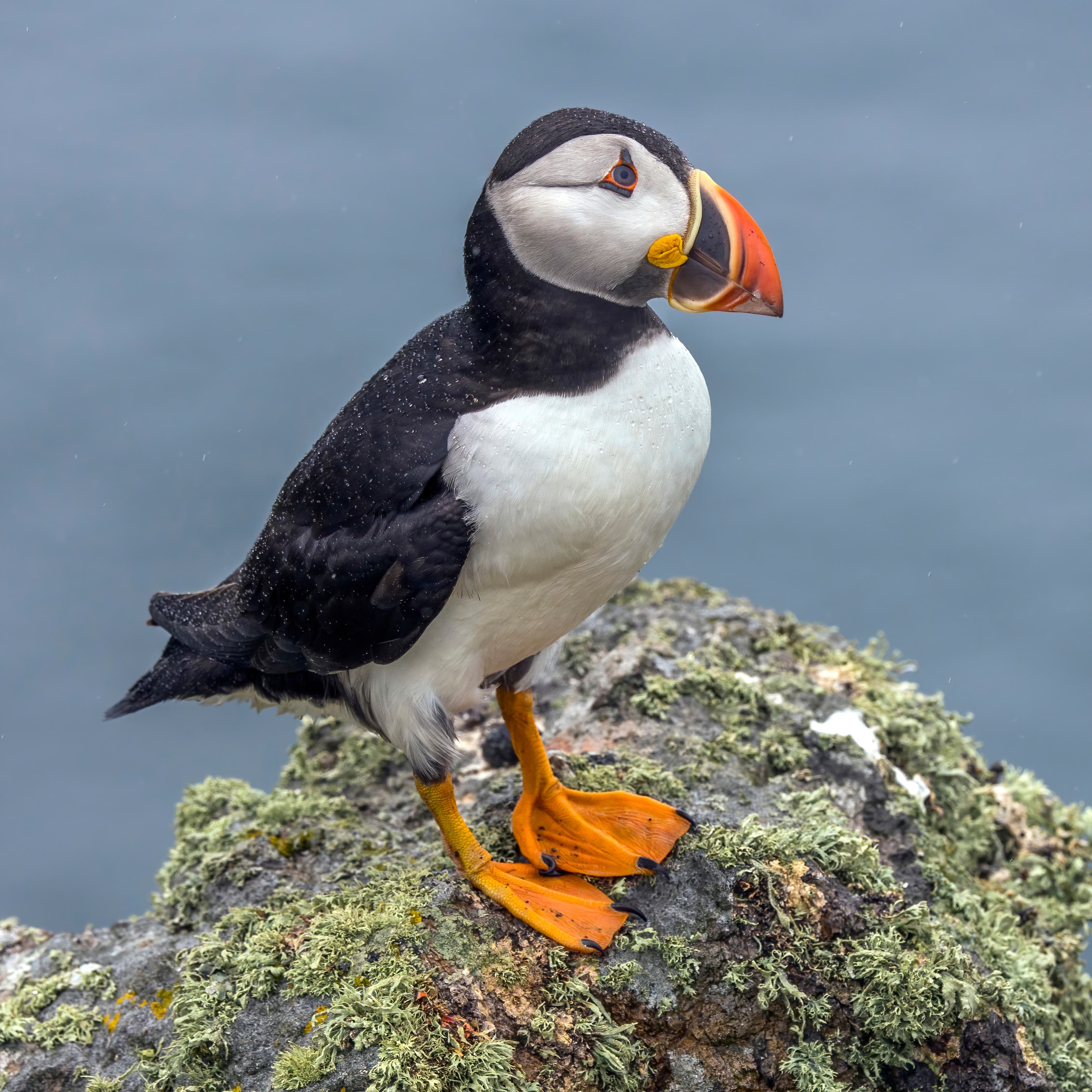 Atlantic Puffin Tour