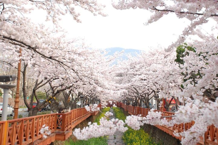 5D Private Korea Cherry blossom tours in Seoul Busan Nami Sokcho