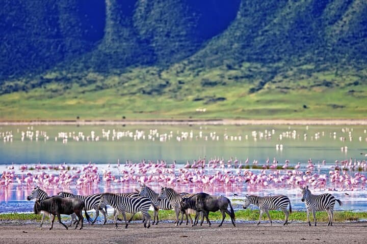 Ngorongoro Crater Day Trip – Shared Group Safari