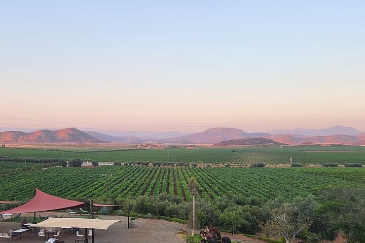Valle de Guadalupe Wine Experience: All Wine Tastings Included