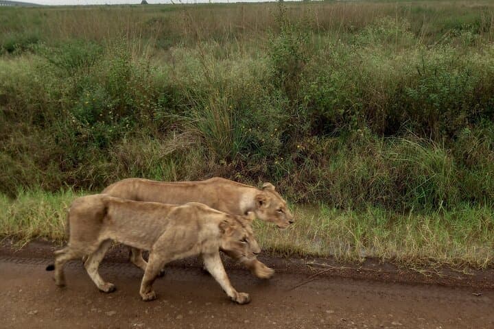 Half Day Nairobi National Park 