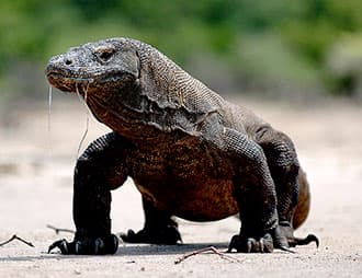 One day Komodo speed boat tour from Bali