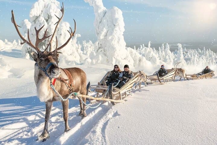 3km Reindeer safari and Traditional Lunch in the Farm