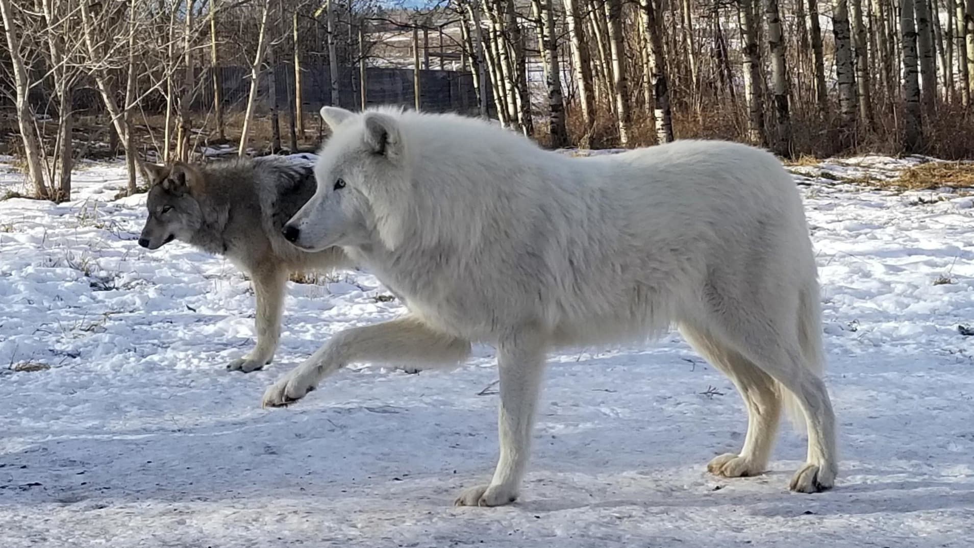 Calgary Half Day Tour - Wolfdog Sanctuary Inro Tour Included