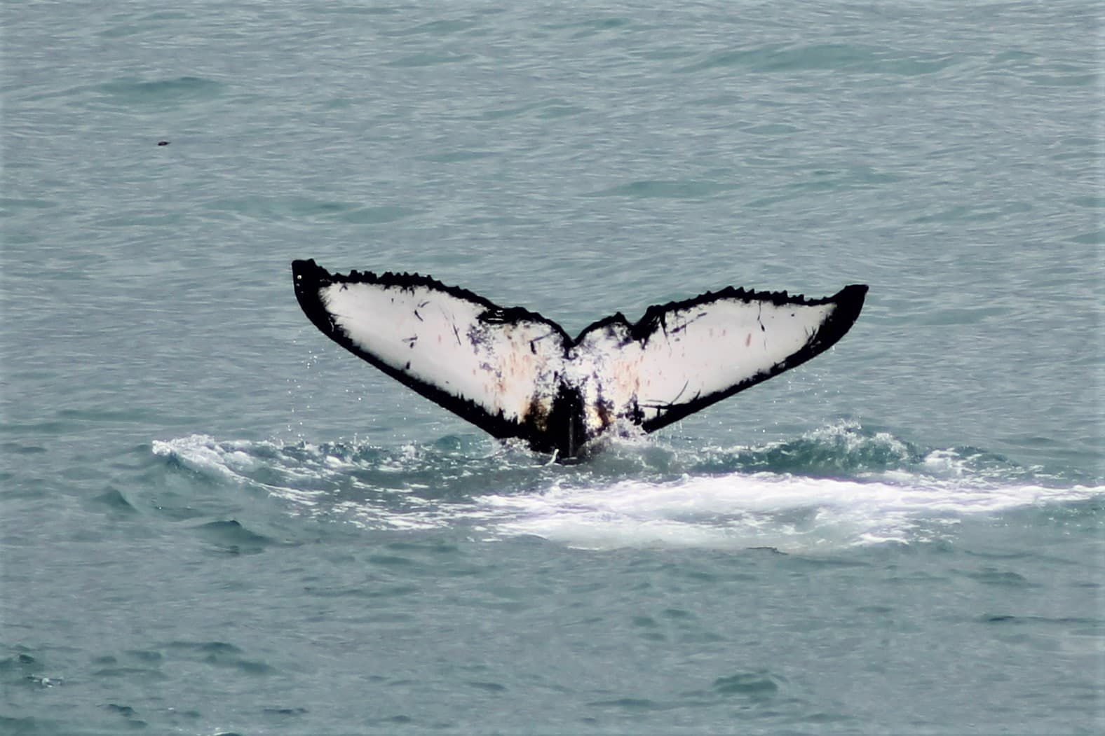Whale Watching Express Adventure