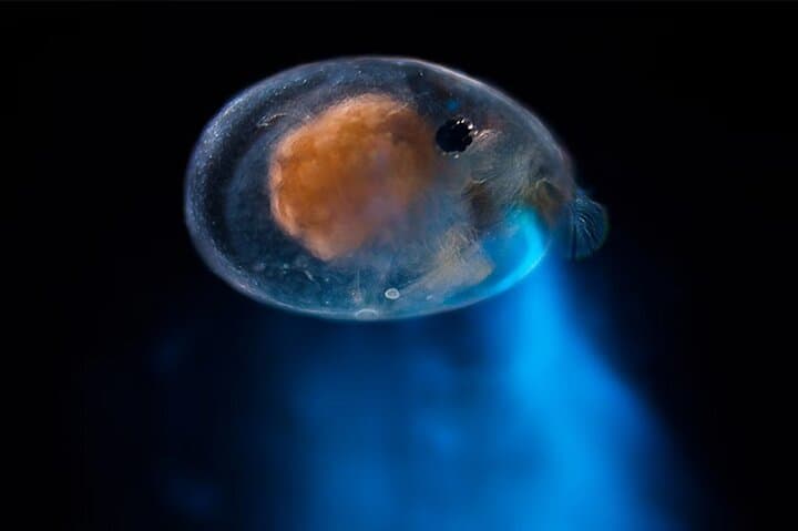 Bioluminescent Night Dive 