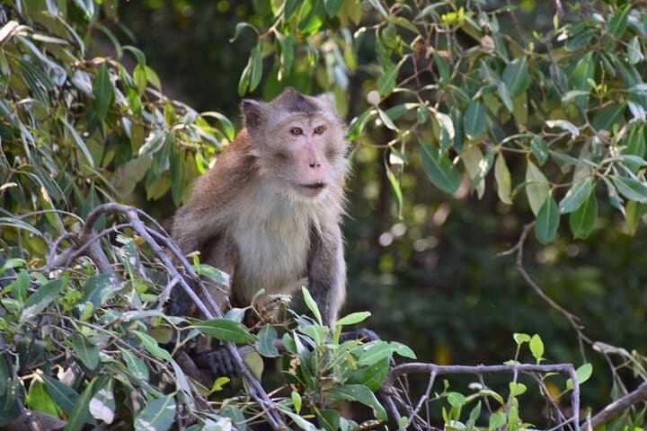 The Heartbeat of Thai Life Rail Markets Mangrove and Lotus Grace