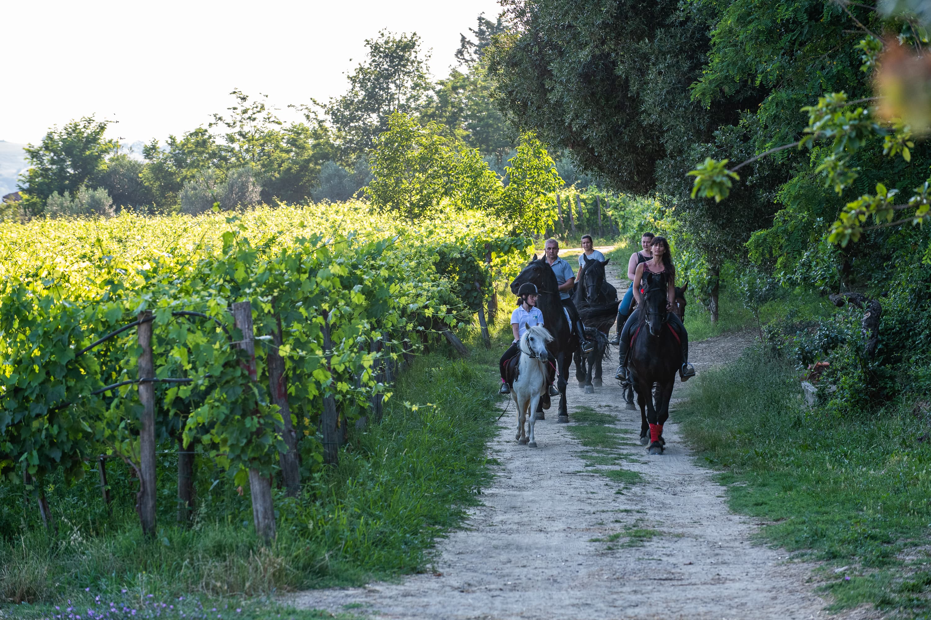 Horseback riding with Tuscan picnic in Valdichiana