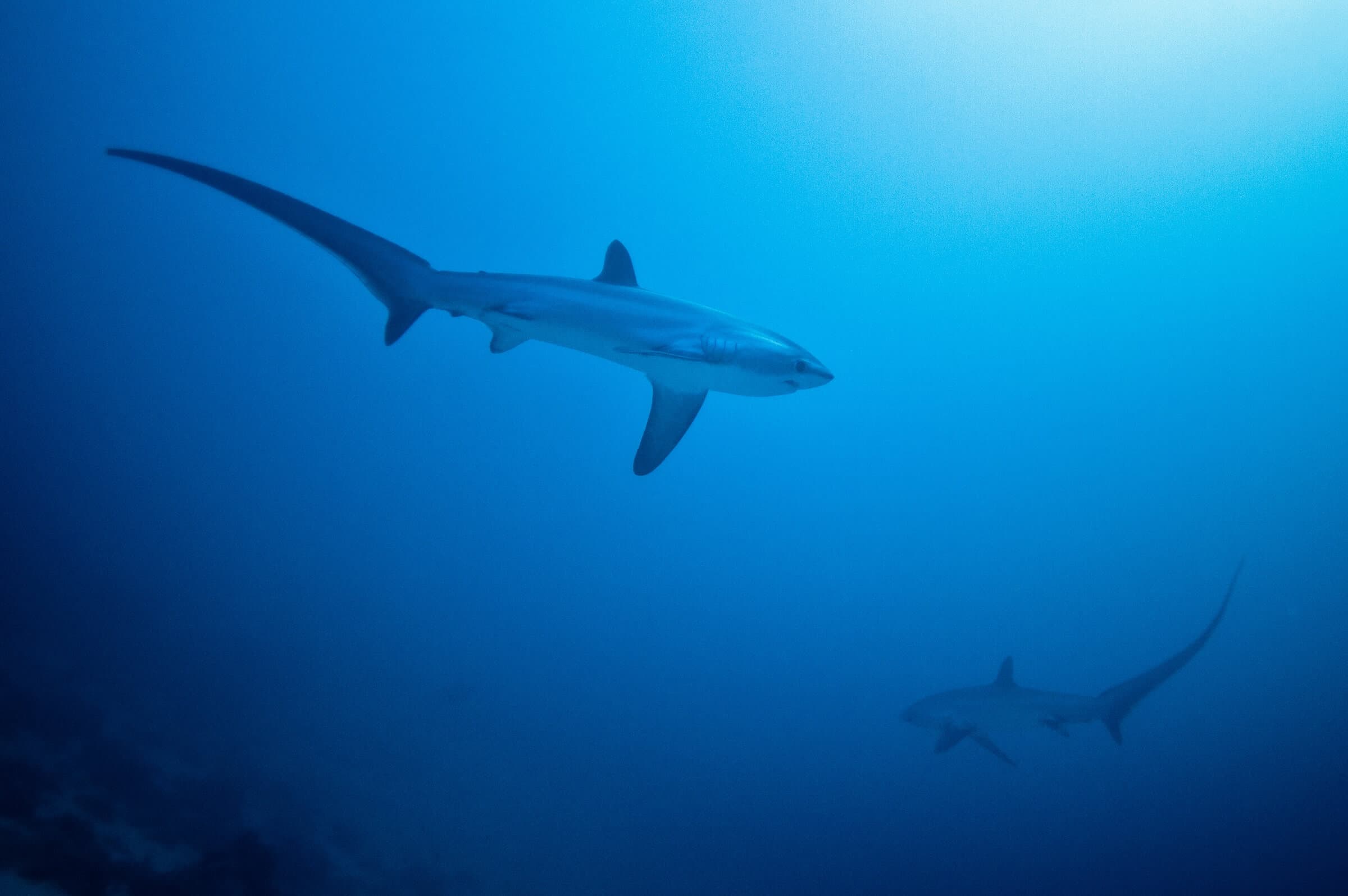 Shark Quest — Protecting Sharks With Science