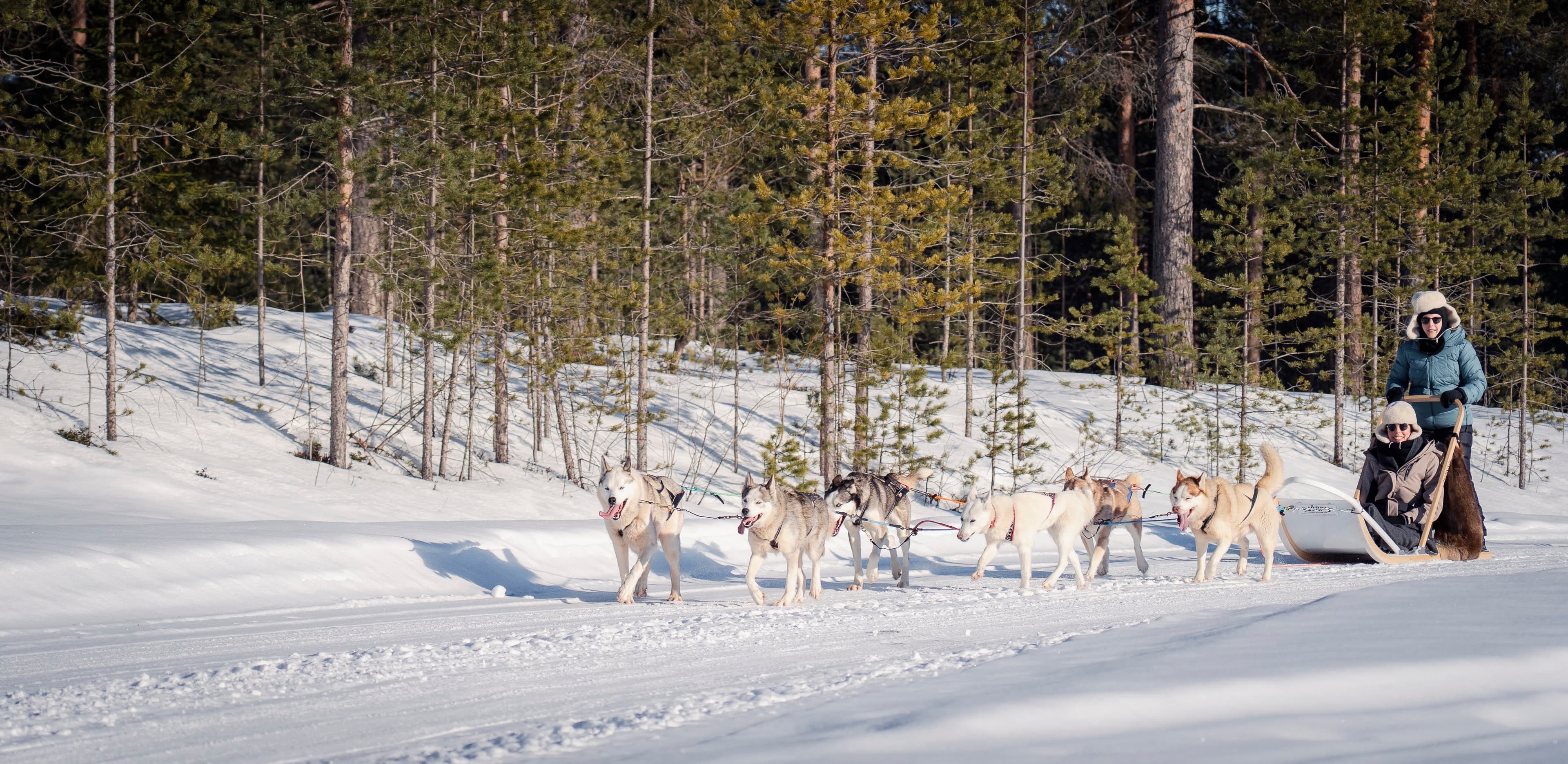 5KM HUSKY SLEIGH RIDE not self driven