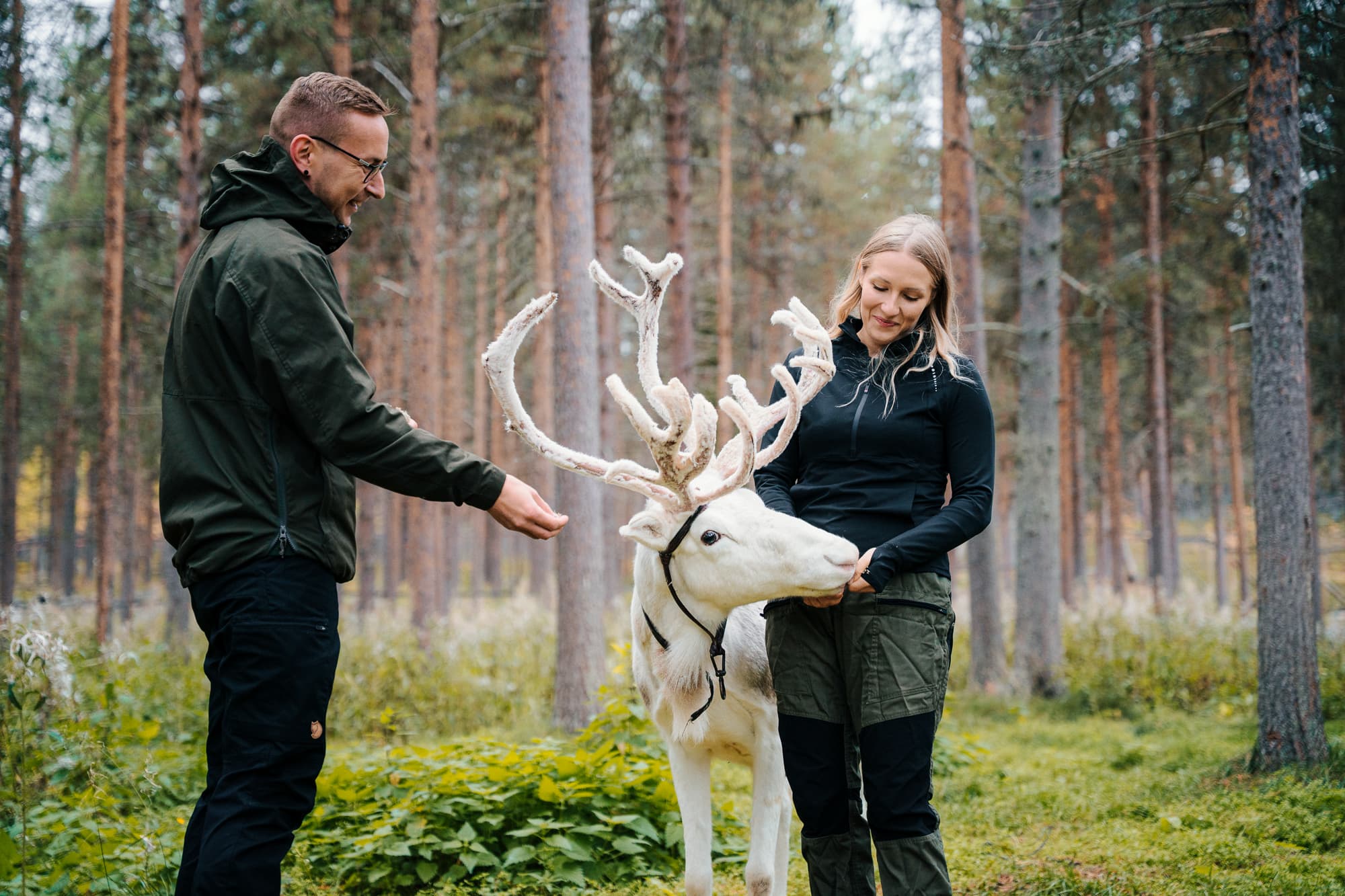 Private - Autumn Meet & Feed Reindeer In Levi (2h)