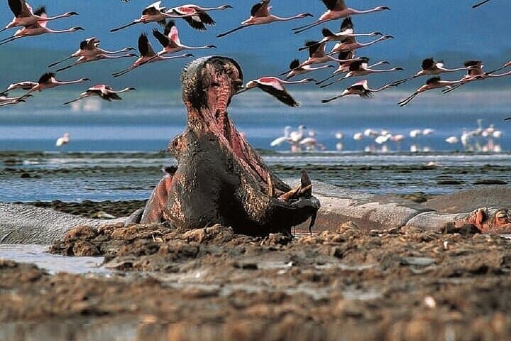 2 Day Rift Valley Birding Safari Naivasha Nakuru Baringo Bogoria