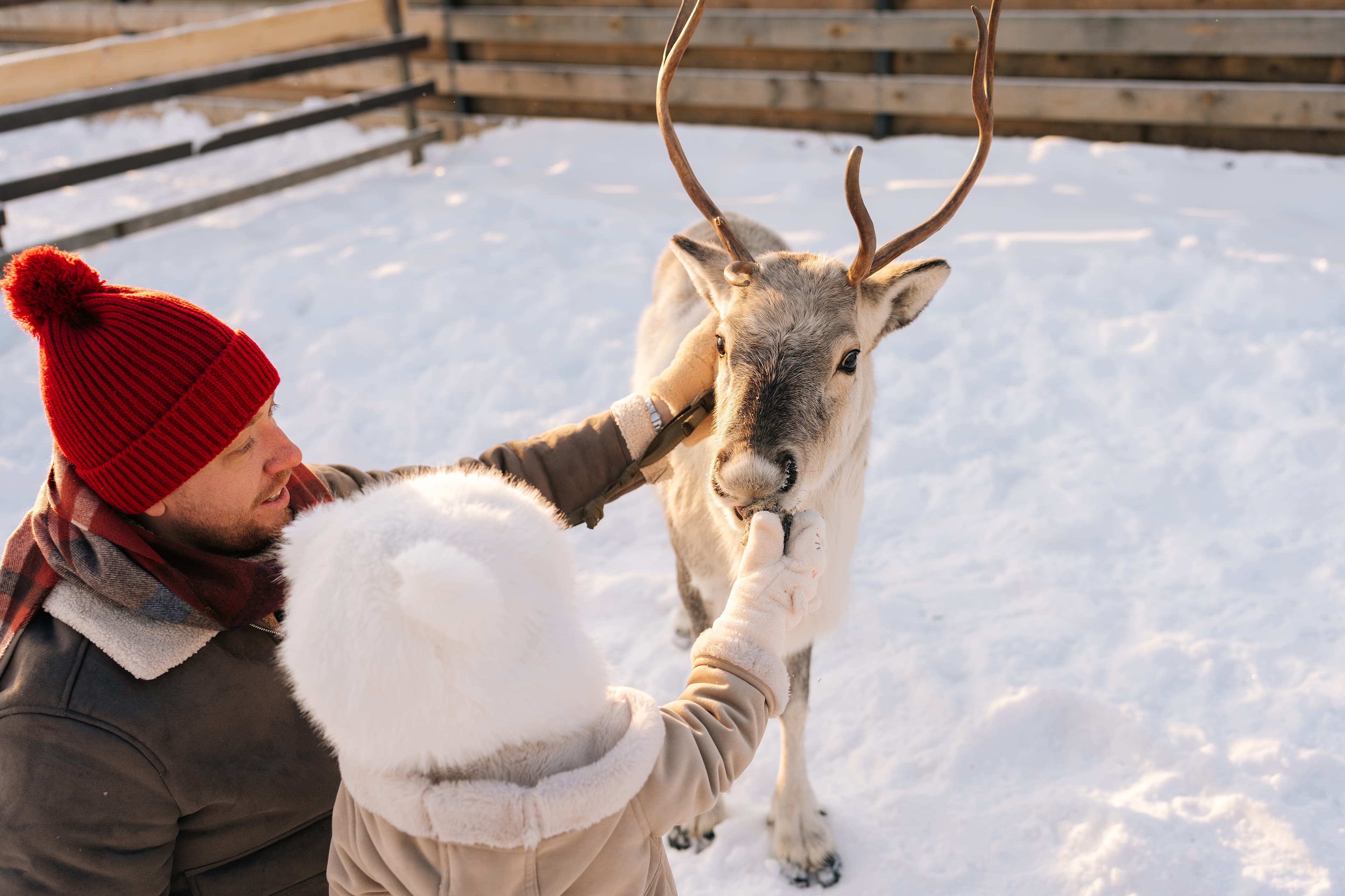 Private - Meet & Feed Reindeer In Levi (2h)