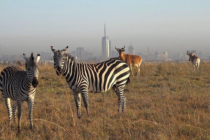 Half-Day Nairobi National Park Tour from Nairobi
