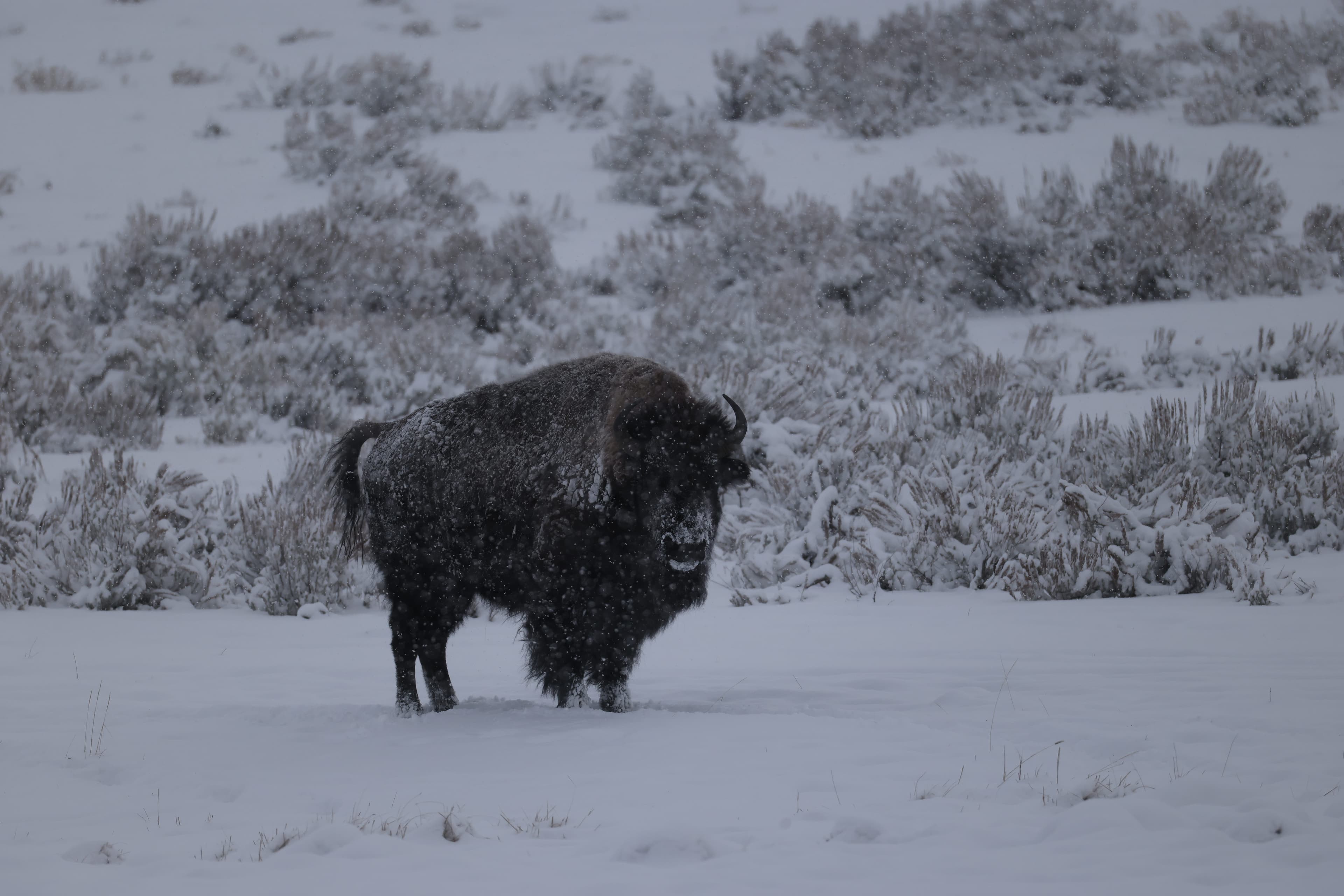 Yellowstone Private Winter SAFARI and Wolf Watching Tour