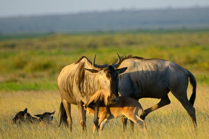 5 Days of Safari, Culture & Hot Springs – Tour from Arusha