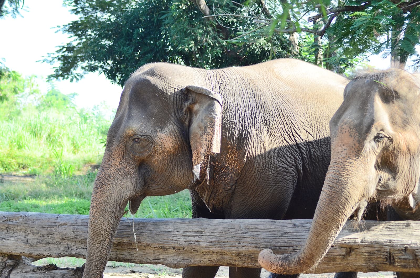 Lampang-Lampoon Day Trip