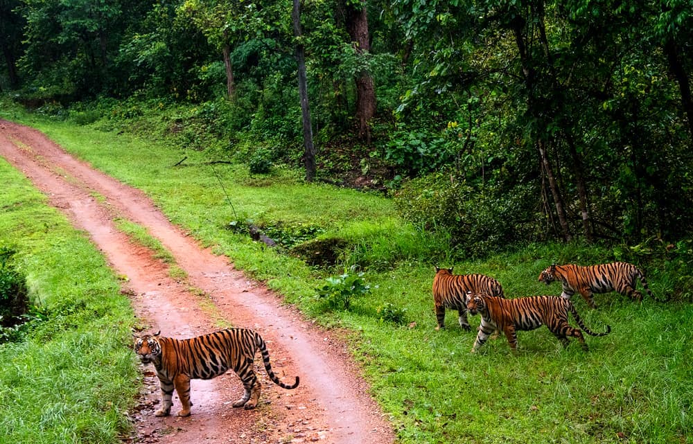 Tiger Tales: A Wildlife Adventure in Central India
