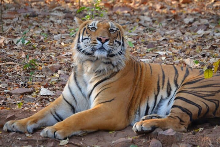 WildlifeSafari in Tadoba, Pench, Kanha & Bandhavgarh NationalPark
