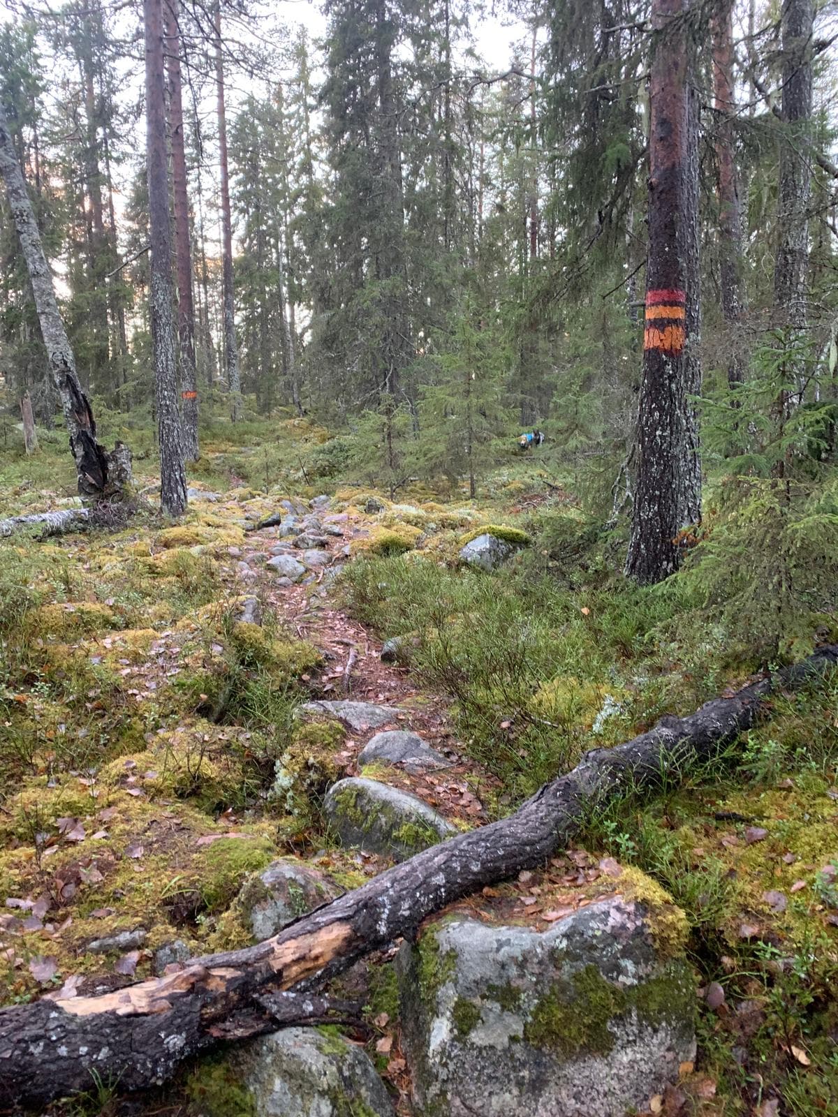 Stonefen Trail - Hike with our sleddogs