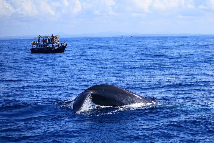 Half-Day Guided Whale Watching Experience in Trincomalee