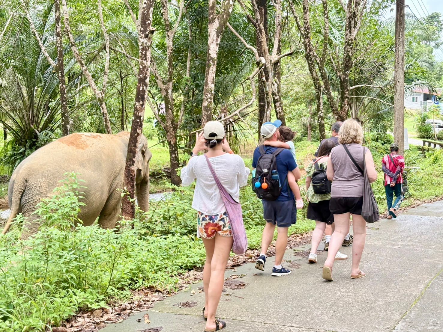 Gentle Walk & Herbal Care for Elephants