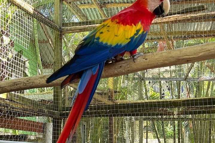 Roatan kid friendly 2 stop Park:Iguana Farm, Mayan Eden eco park 