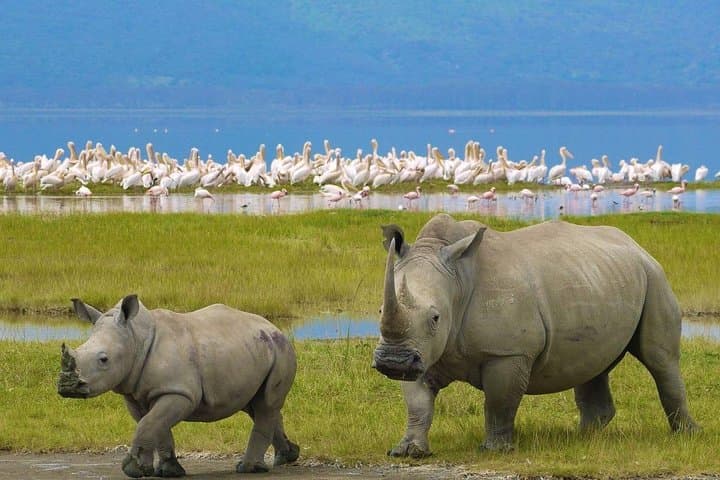 Full Day Lake Nakuru National Park with complimentary boat ride 