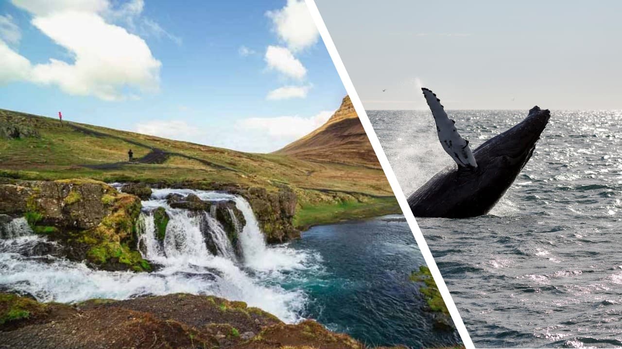 Icelandic Wonders: Snæfellsnes, Kirkjufell & Whale Watching