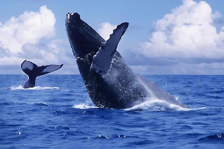 Punta Cana Whale Watching and Bacardi Island Day Trip