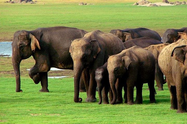 Jeep Safari To Udawalawa National Park