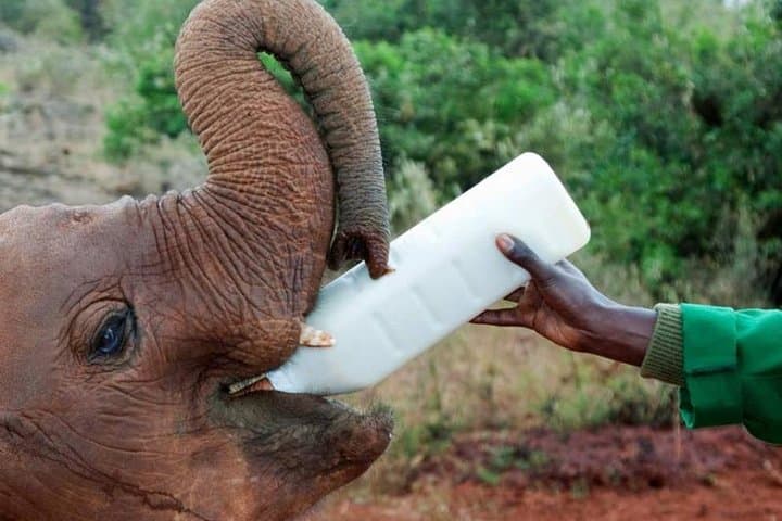 David Sheldrick Elephants Orphanage and Giraffe Center half day visit .