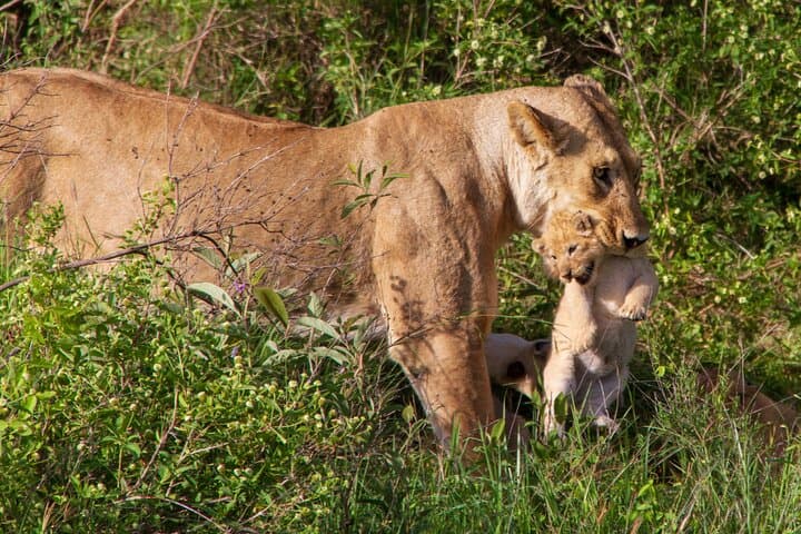 6 Days Lodge & Tented Camp Luxury - The Serengeti Trail & Tarangire