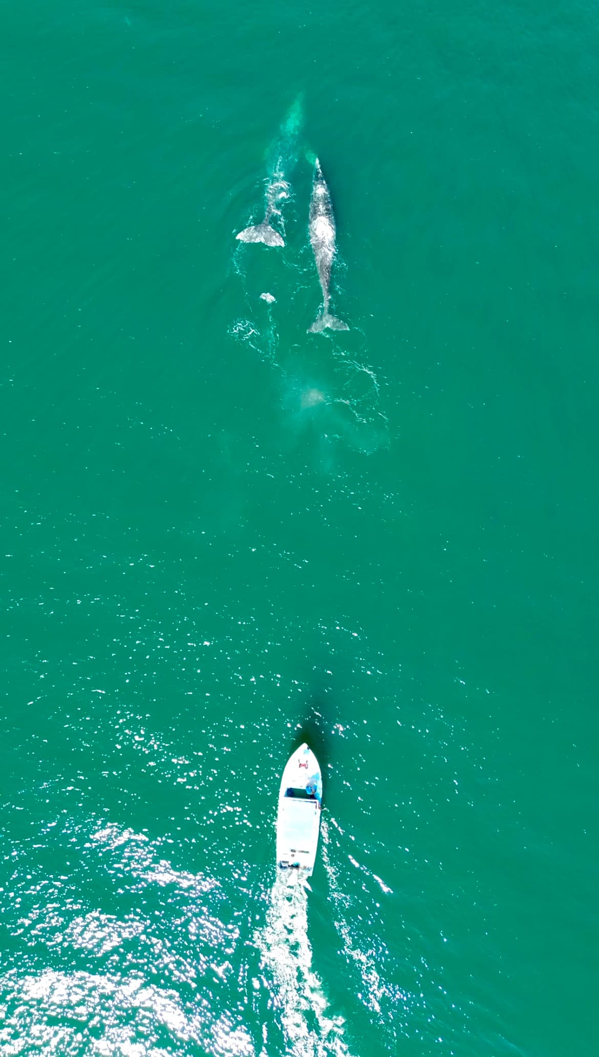 Avistamiento de Ballena Gris Bahía Magdalena-Almejas