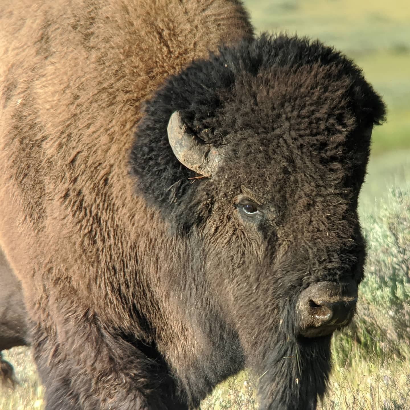 Private Wildlife Safari from West Yellowstone with Lunch