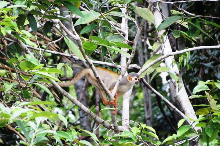 Amazon Survival Tour 6D/5N