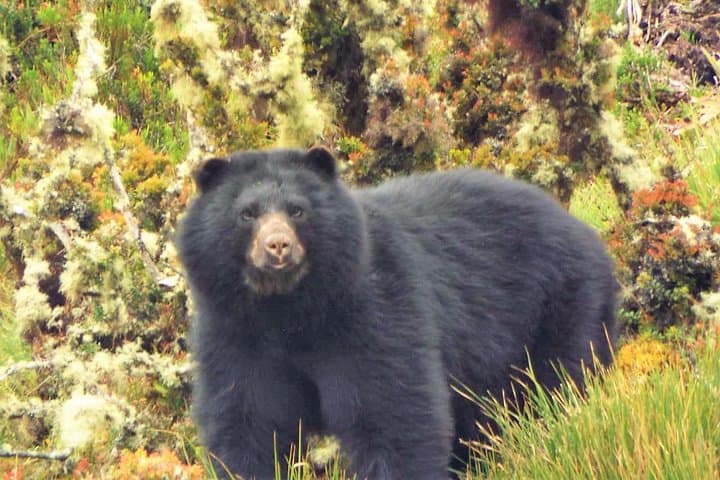 Tour al Parque Nacional Natural Chingaza desde Bogotá – Caminata y Naturaleza en el Páramo