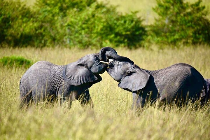 8 Days Magical and Unforgettable Kenya and Tanzania Combo