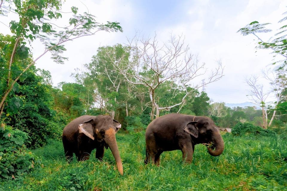 Phuket: Walk and Plant at Elephant Nature Park Visit